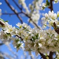 Beautiful white flowers of plum in spring against blue sky Royalty Free Stock Photo