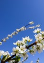 Beautiful white flowers of plum in spring against blue sky Royalty Free Stock Photo