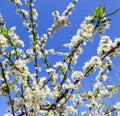 Beautiful white flowers of plum in spring against blue sky Royalty Free Stock Photo