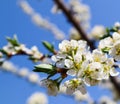 Beautiful white flowers of plum in spring against blue sky Royalty Free Stock Photo