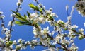 Beautiful white flowers of plum in spring against blue sky Royalty Free Stock Photo