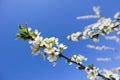 Beautiful white flowers of plum in spring against blue sky Royalty Free Stock Photo
