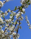 Beautiful white flowers of plum in spring against blue sky Royalty Free Stock Photo