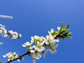 Beautiful white flowers of plum in spring against blue sky Royalty Free Stock Photo