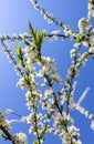 Beautiful white flowers of plum in spring against blue sky Royalty Free Stock Photo