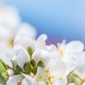 Beautiful white flowers of plum in the spring garden against blue sky Royalty Free Stock Photo