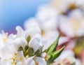 Beautiful white flowers of plum in the spring garden against blue sky Royalty Free Stock Photo