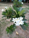 Beautiful white flowers: Plumeria Alba