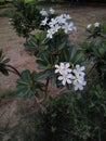 Beautiful white flowers: Plumeria Alba