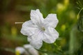 Beautiful white flowers Ruellia siamensis J.B. Imlay or Hygrophila erecta Burm.f. Hochr, Ruellia Tuberosa Linn or Waterkanon, Royalty Free Stock Photo