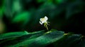 Beautiful white flowers sit atop the foliage.