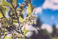 Beautiful white flowers