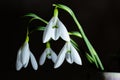 Beautiful white flowers snowdrops or Galanthus bouquet in vase close-up black background. Dark moody floral wallpaper. Spring Royalty Free Stock Photo