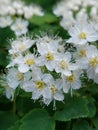 Spiraea Chamaedryfolia