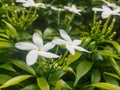 Beautiful White Flowers in Sri Lanka.