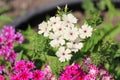 Beautiful white flowers