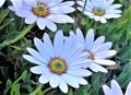 Flowers in a Dublin Garden