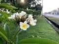 Beautiful white flowers in Thailand, Lan Thom flowers