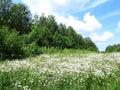 Beautiful white flowers, trees and cloudy sky, Lithuania Royalty Free Stock Photo