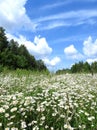 Beautiful white flowers, trees and cloudy sky, Lithuania Royalty Free Stock Photo