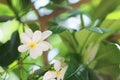 Beautiful white flowers at tropical resort on sunny day Royalty Free Stock Photo