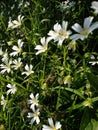 Beautiful White flowers turning towards the sun