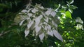 beautiful white flowers, which bloom on cool evenings