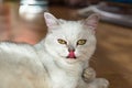 Beautiful white fluffy British cat with green eyes lies on the parquet floor and licks his nose Royalty Free Stock Photo