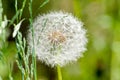 Beautiful white and fluffy dandelion on a Dim background of green grass Royalty Free Stock Photo