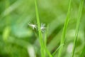 Beautiful, white, fluffy dandelion seeds flying in wind fell into green grass of earth. Wind dispersal of seeds. Royalty Free Stock Photo