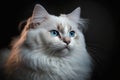 Beautiful White fluffy Ragdoll cat with blue eyes