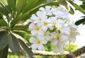Beautiful white Frangipani cluster Royalty Free Stock Photo