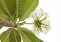 Beautiful white Frangipani cluster photographed looking up Royalty Free Stock Photo