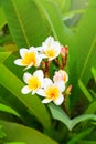 Beautiful white frangipani flowers in summer garden.Blooming Plumeria tree in sunny day