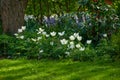 Beautiful, white and fresh garden flowers growing in spring on a sunny day outdoors. Closeup of didiers tulip from the Royalty Free Stock Photo