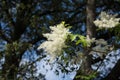 A beautiful white fringe tree flower in a green soil background.