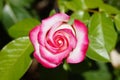 White and fuchsia rose