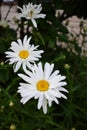 Beautiful white garden chamomiles Royalty Free Stock Photo