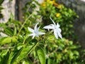 Beautiful white garden flower