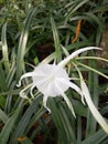 Beautiful white garden flowers like octopuses