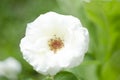 Beautiful white garden rose. Blooming white Bengal rose, also known as Chinese rose.