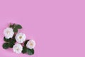 Beautiful white garden rses on a pink background. Empty space Royalty Free Stock Photo