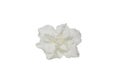 Beautiful white Gardenia jasminoides flower, isolated on a white Royalty Free Stock Photo