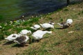 Beautiful white geese and ducks graze and walk on the lake shore Royalty Free Stock Photo