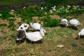 Beautiful white geese and ducks graze and walk on the lake shore Royalty Free Stock Photo