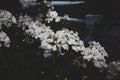 white geranium flowers on a dark background of leaves in the garden Royalty Free Stock Photo