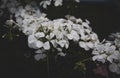 white geranium flowers on a dark background of leaves in the garden Royalty Free Stock Photo