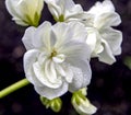White geranium with water drops Royalty Free Stock Photo