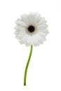 Beautiful white gerbera Royalty Free Stock Photo