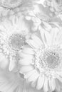 Beautiful white gerbera flowers as background, closeup Royalty Free Stock Photo